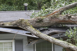 tree storm damage